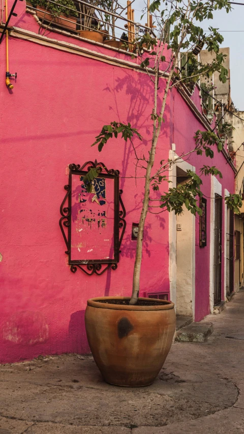 a small tree in a pot against a pink wall