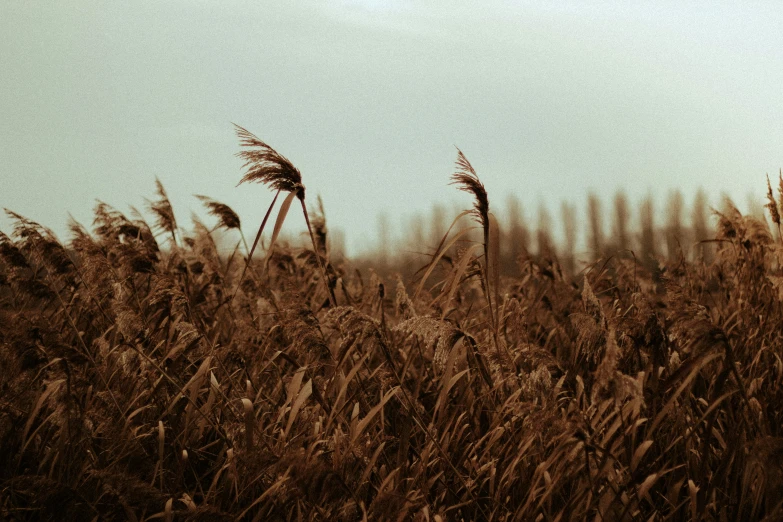 an artistic po taken from behind a field of wild grass