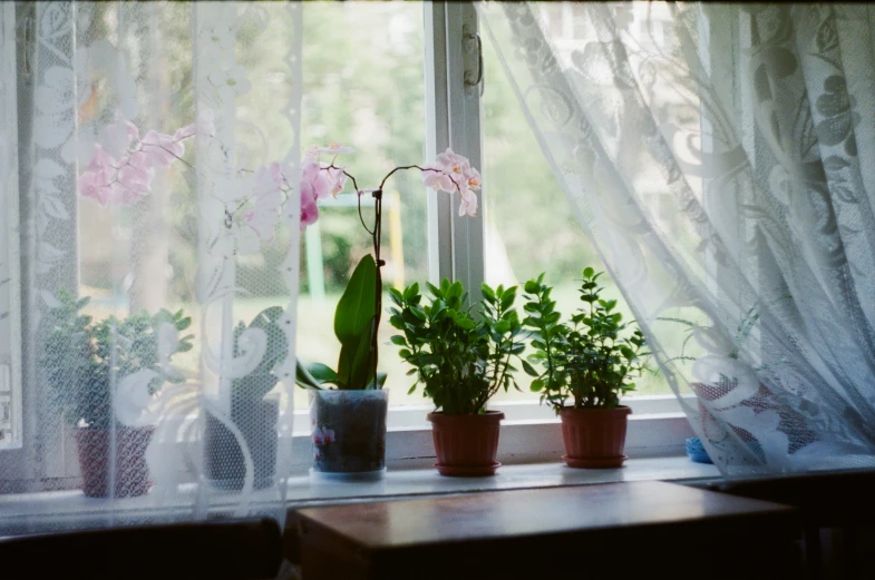 four potted plants sitting next to a window