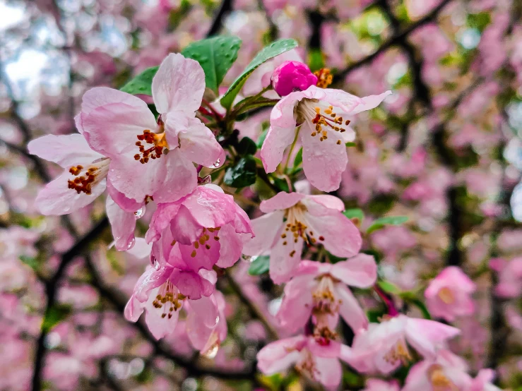 a beautiful tree is in bloom with pink flowers