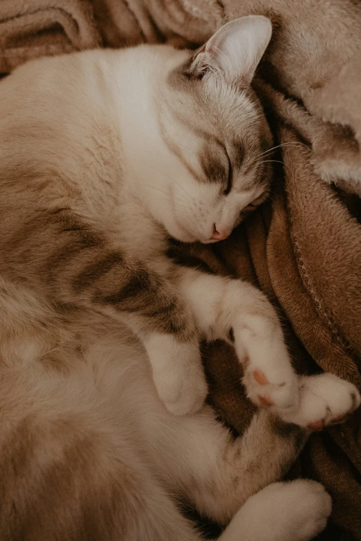 a white and gray cat sleeping on top of a blanket