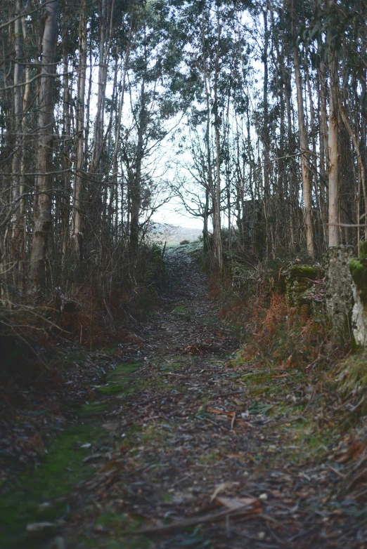 a pathway between trees leads to an open area