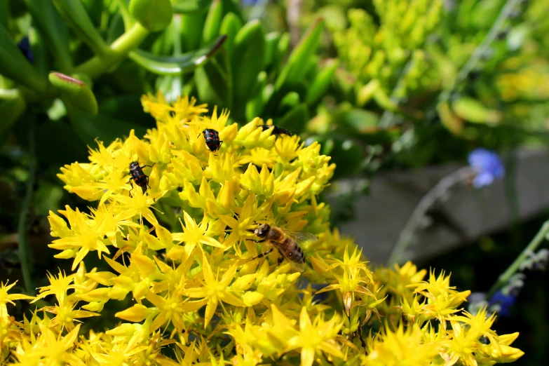 there are two bees that are sitting on the yellow flower