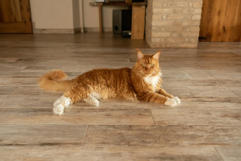an orange cat is laying down on the floor