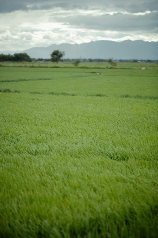 this is an image of a lush green field