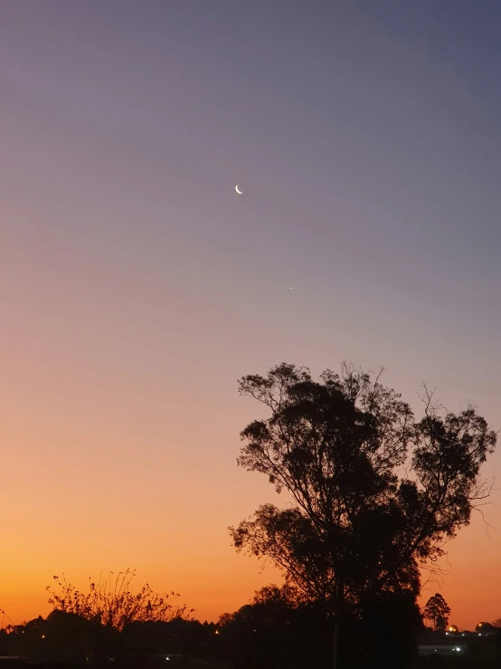 the sun rising behind a tree with a partial moon visible