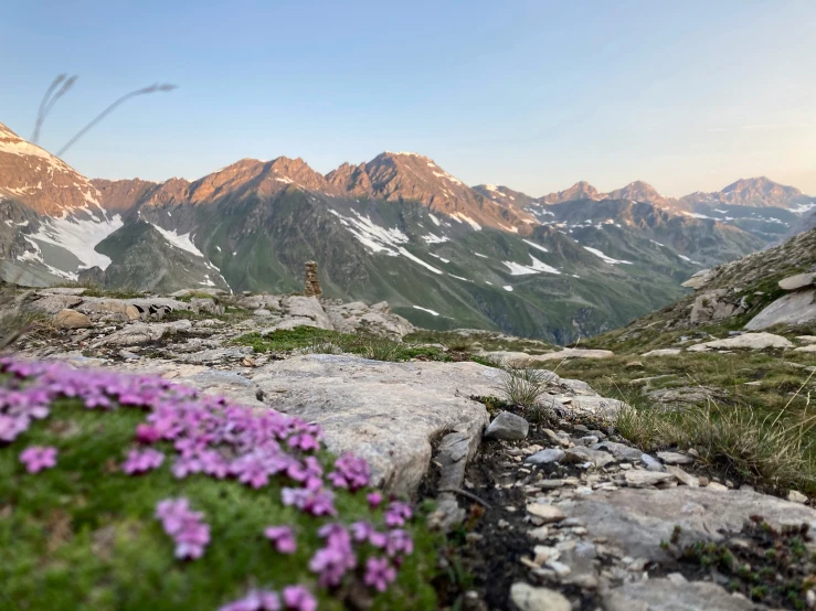 wildflowers blooming at the foot of some rocky terrain