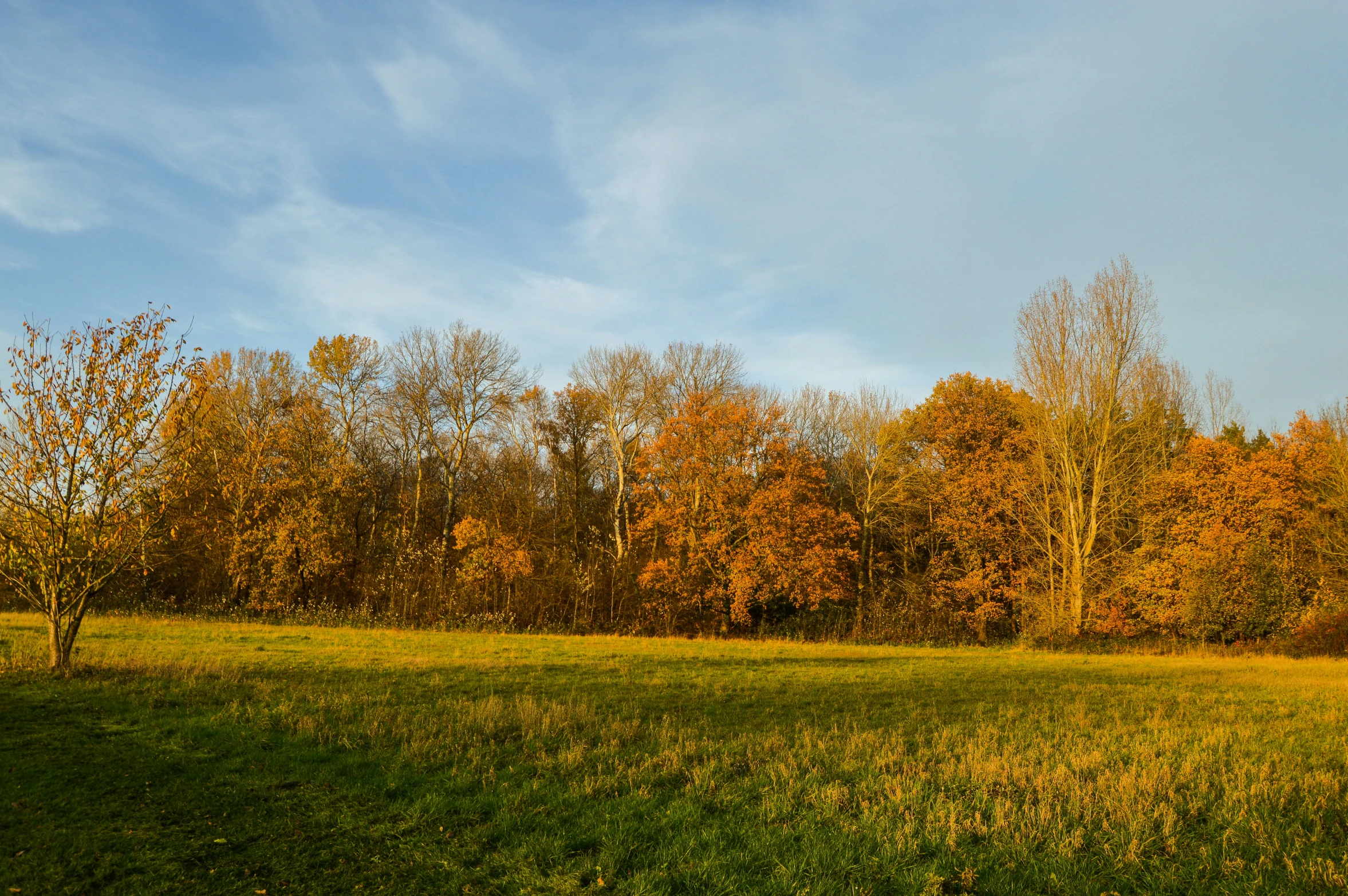 a field with a clock in the center surrounded by trees