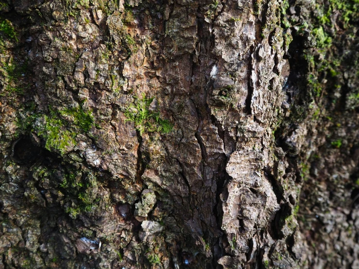 a close up picture of bark and green moss