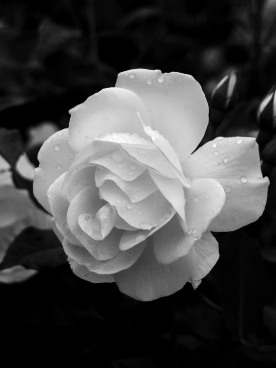black and white pograph of a rose with dew droplets