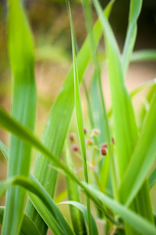 the leaves of grass have red tips