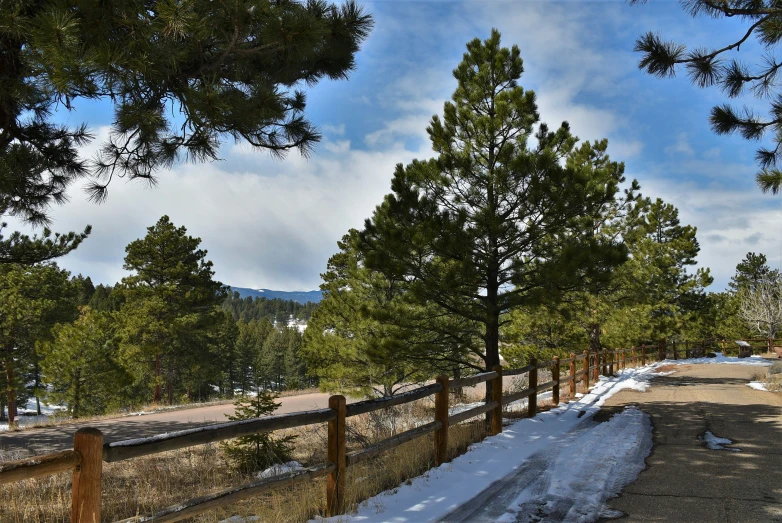 a trail in the snow surrounded by pine trees