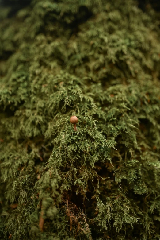 a close up of a moss covered tree