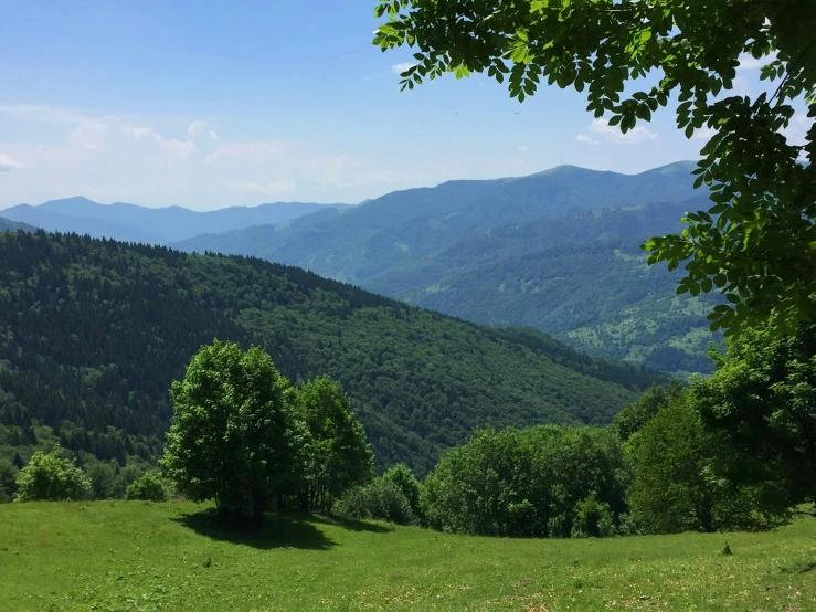 a picture taken through a leaf filled window to a view of a green hilly area with trees