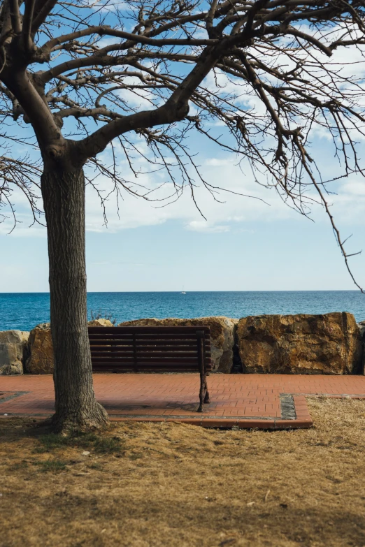 bench sitting on brick walk next to large tree