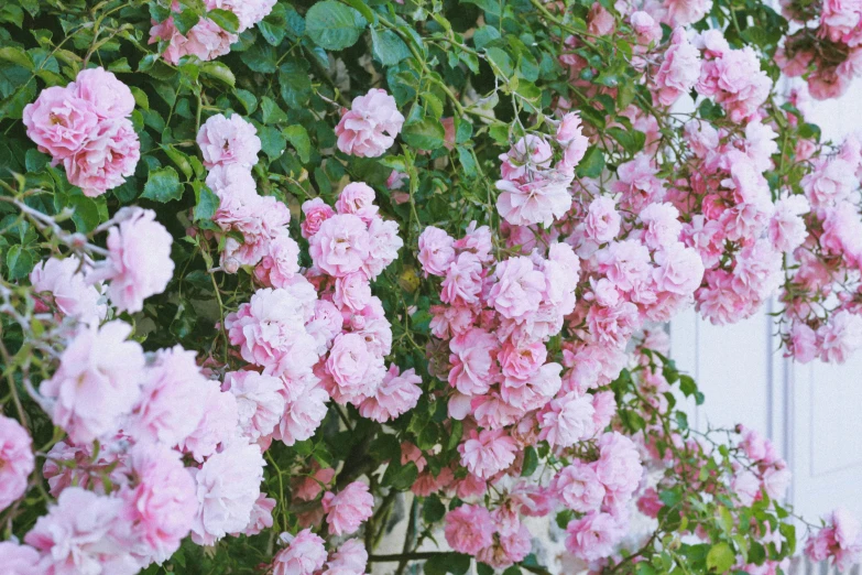 the pink flowers are growing by the wall