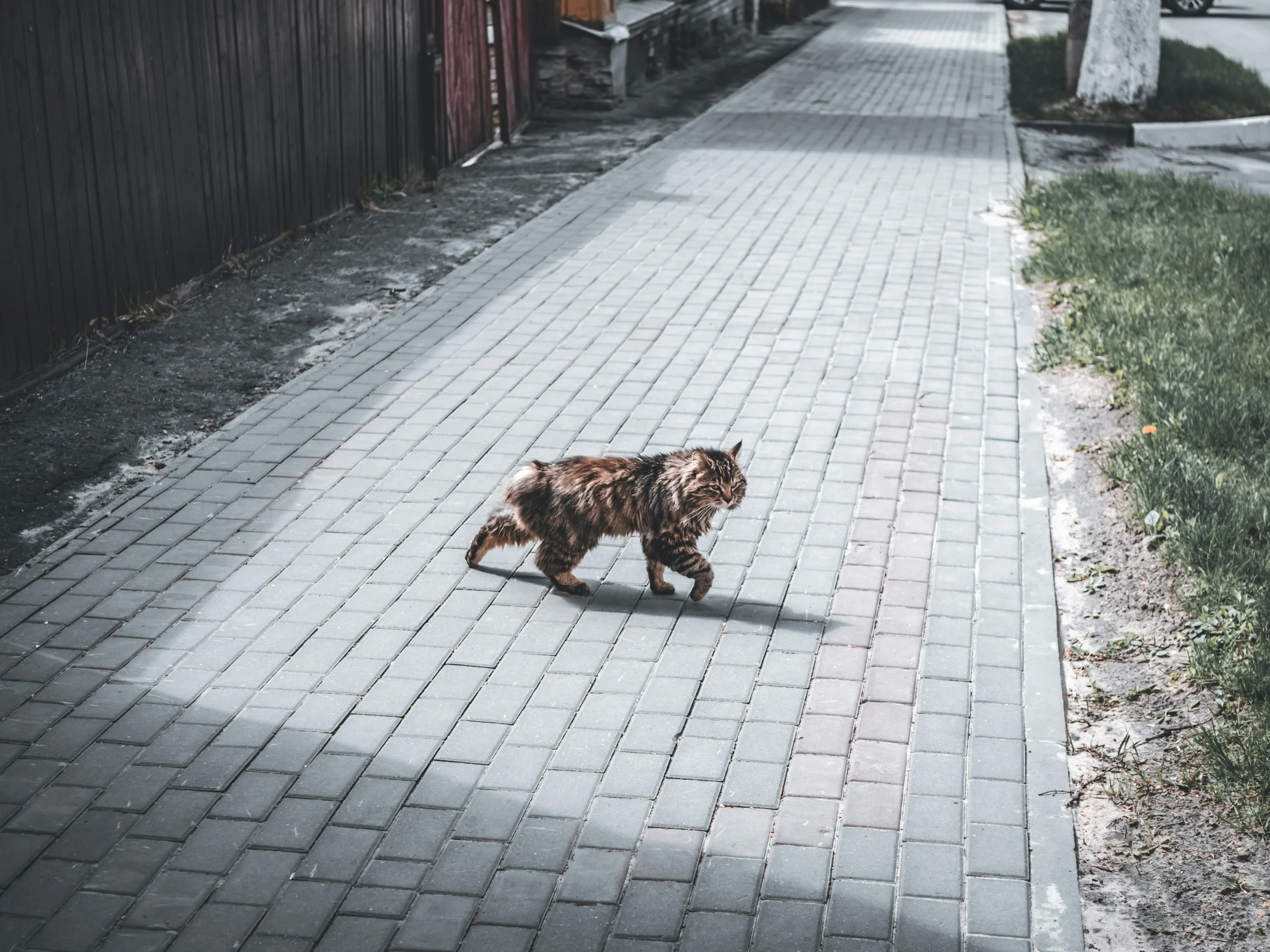 a cat walking down a brick walk way