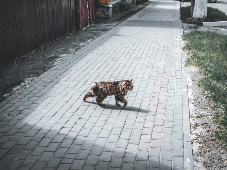 a cat walking down a brick walk way