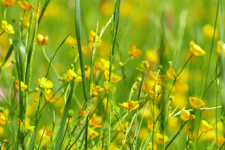 a green field full of yellow wildflowers and grass