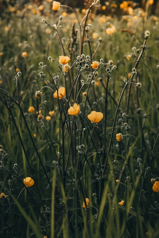 yellow flowers blooming in the grass with droplets of dew