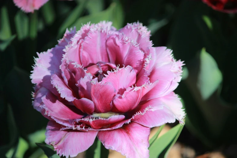 an image of a pink flower with white stripes