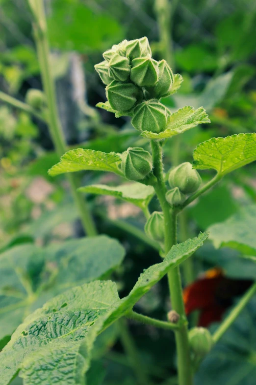 a plant with a bud on it in a field