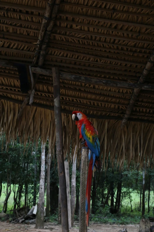 a colorful parrot is sitting on top of a tree nch