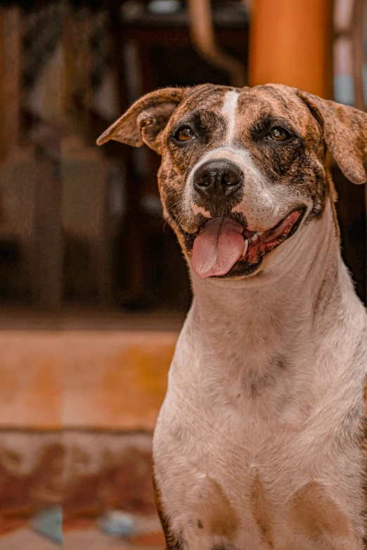 a brown and white dog sitting on top of a table