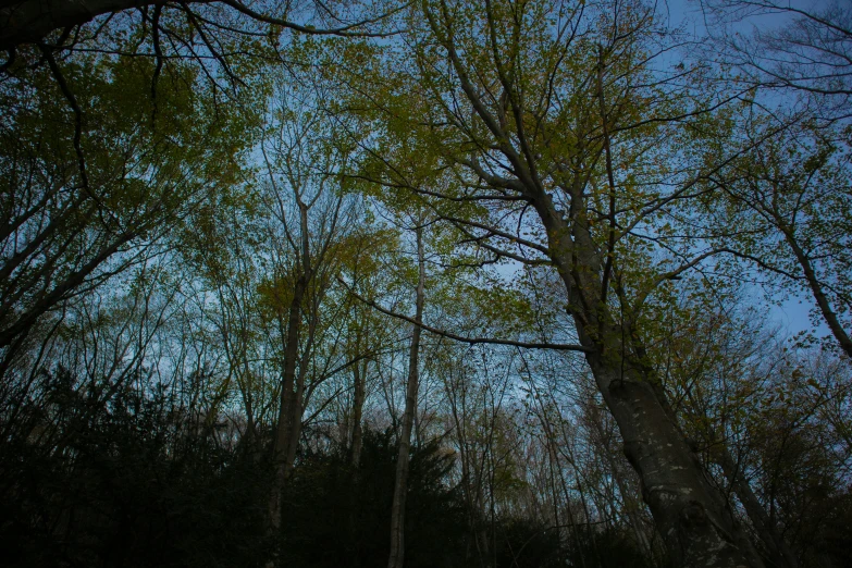 several tall, thin trees near each other