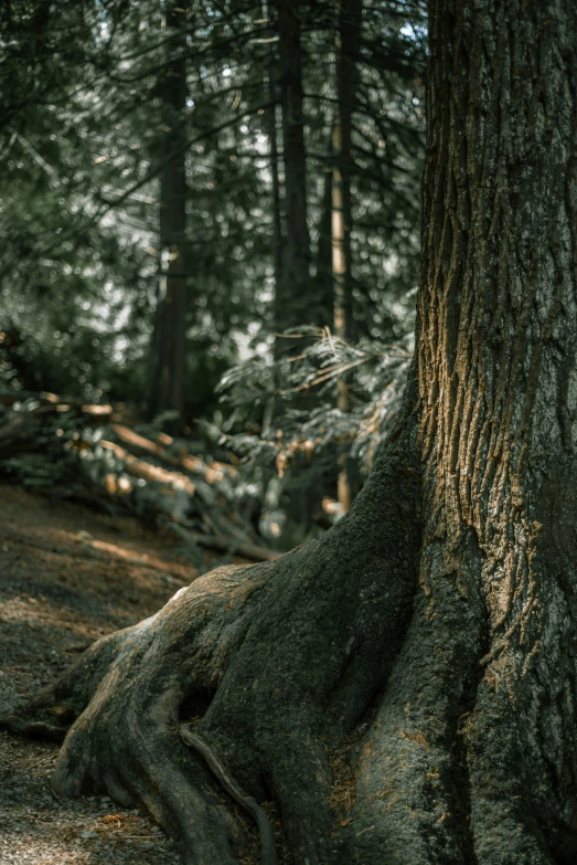 a forest with very big tree in the middle