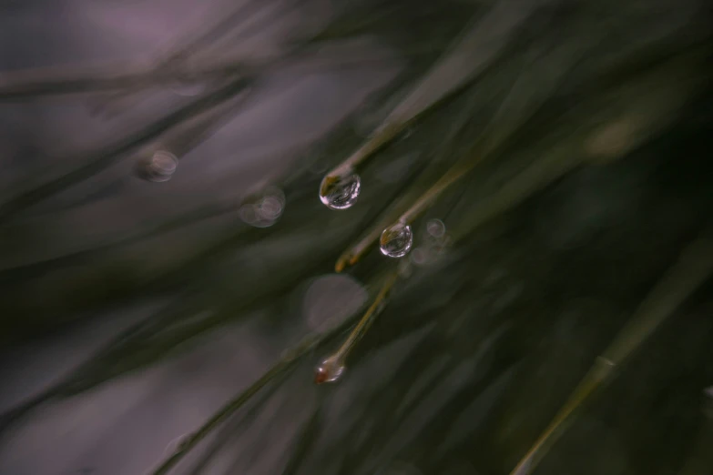 droplets of water are floating from green nches