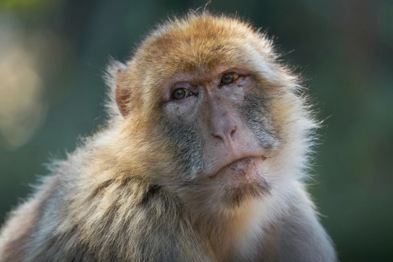 a close up of a monkeys face with soing blurry in the background