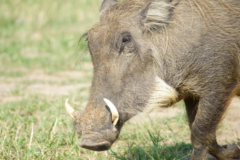 a warthog walks through the grass with its snout