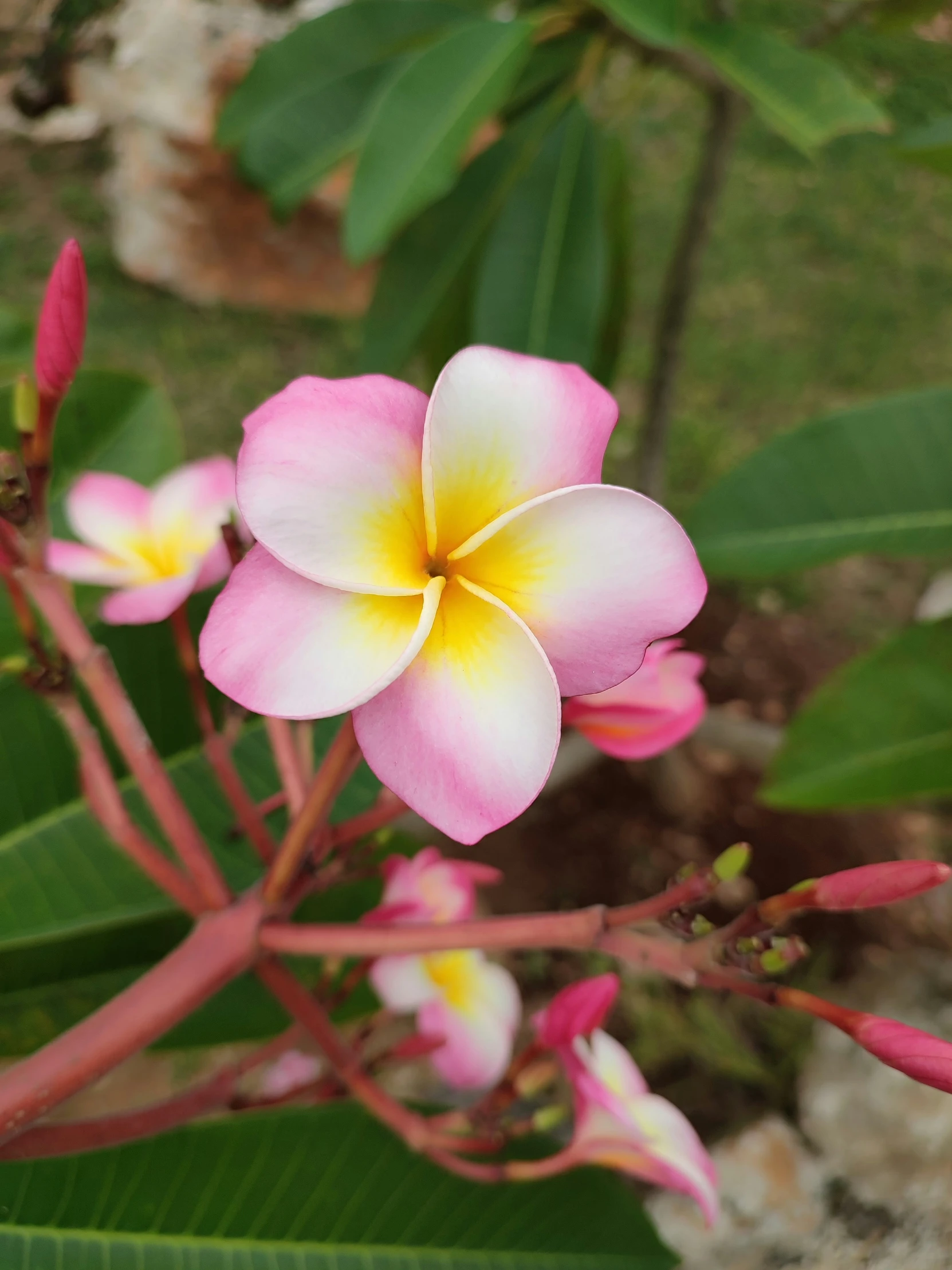 a pink and yellow flower sitting on top of a lush green plant