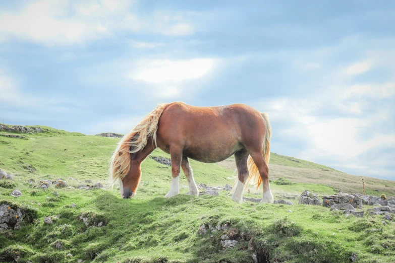 a horse is standing in the grass while eating