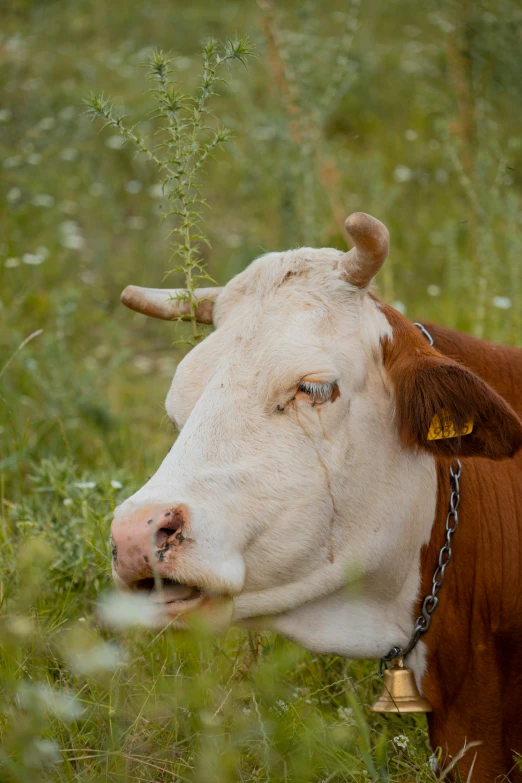 a close up of a cow with a bell around its neck