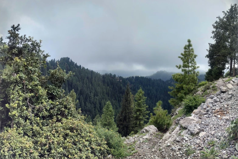 a hillside with pine trees and bushes