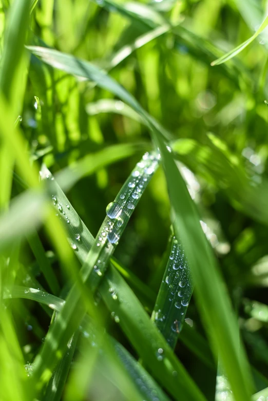 close up s of raindrops on a blade of grass