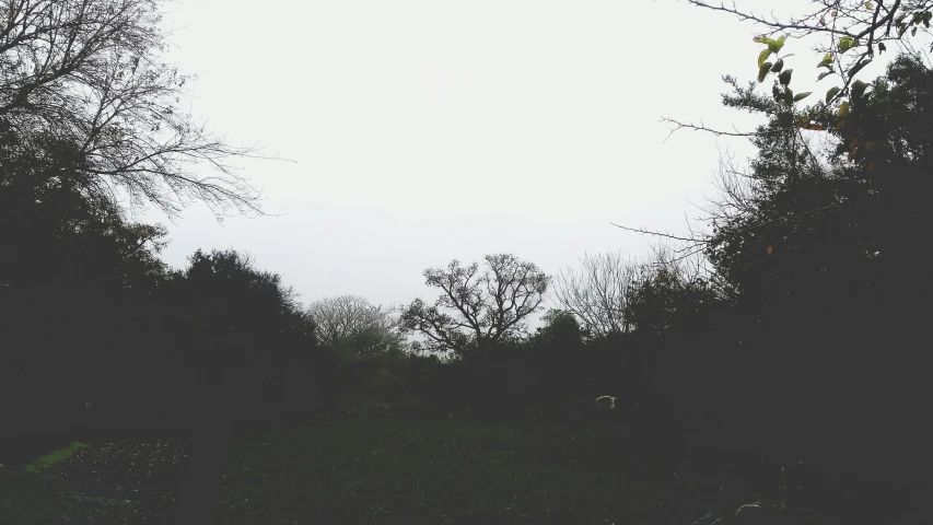 an image of trees and bushes in the mist