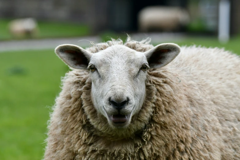 the face of a sheep looking at the camera