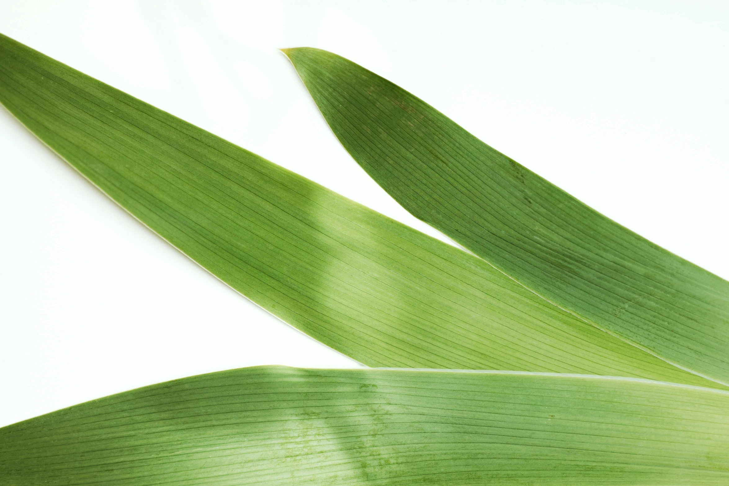 a plant with leaves on top of it