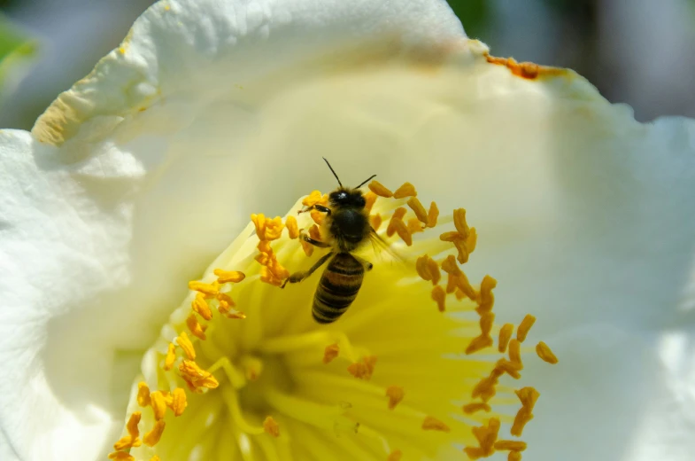 a bee resting inside of a white flower