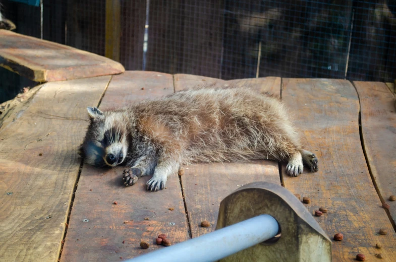 a rac sleeping on a table that looks like it is laying down