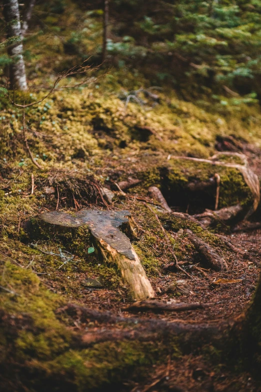 a cross carved into the mossy ground in the forest