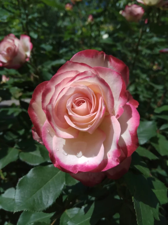 the large pink rose has many buds coming out