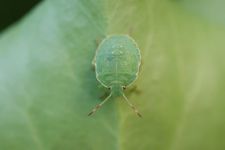 a small green bug on a leaf with eyes closed