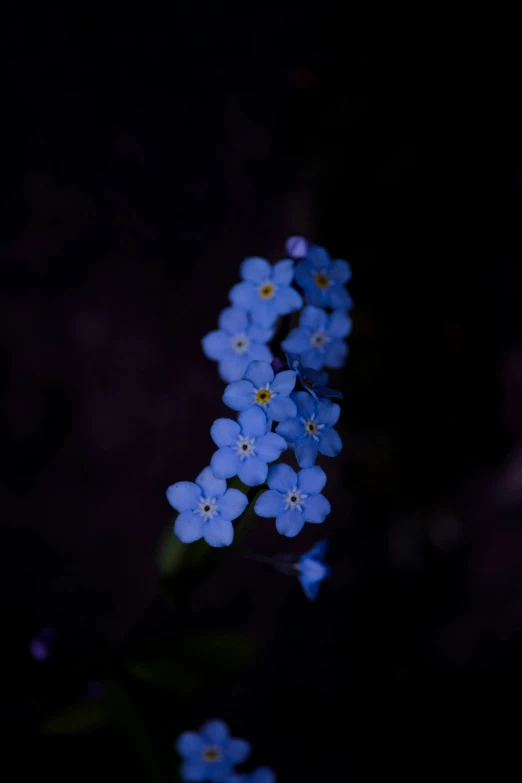 a close up image of tiny blue flowers