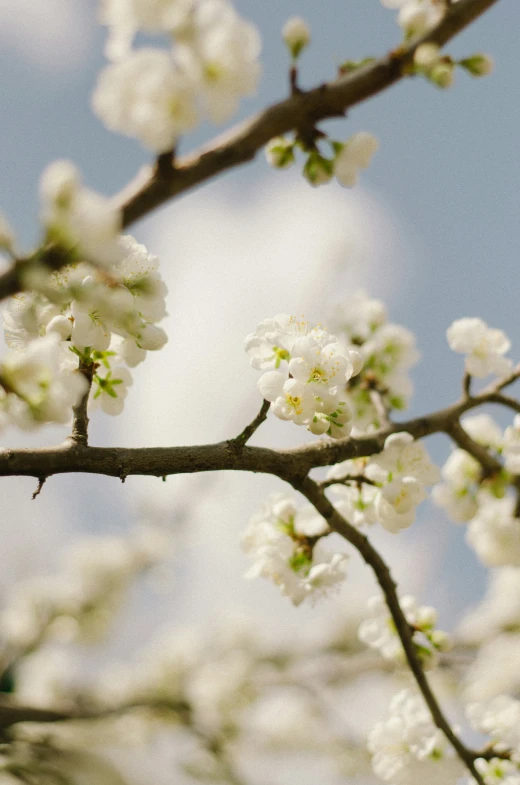 there are some small white flowers on a tree