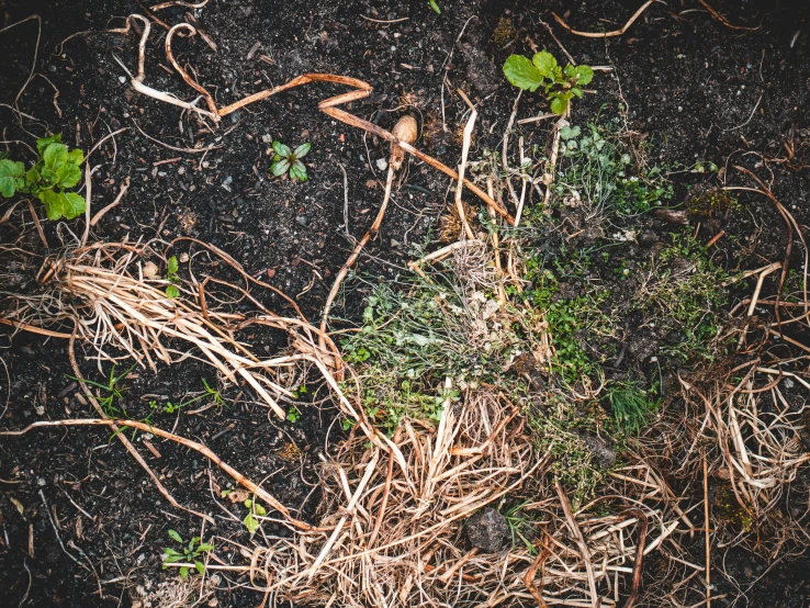 several vines, weeds, and dirt with plants growing in them