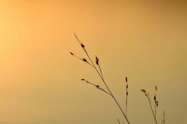 the sun shines in the distance behind two tall grass